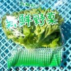 fu.... налог [ культивирование период средний пестициды не использование ] Сикоку горло самая середина . культивирование осуществлен свежий leaf lettuce примерно 100g×8 пакет комплект [ рассылка не возможно регион : отдаленный остров ][1493186] Kochi префектура большой . блок 