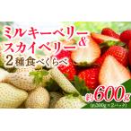 日光産 プレミアムいちご スカイベリー ミルキーベリー 約3…