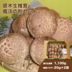 椎茸の粉+原木生椎茸のセット しいたけ