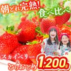 スカイベリー&とちおとめ 食べ比べ 300g×2×2箱