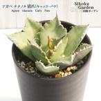アガベ チタノタ 猫爪 キャッツ パウ 3.5号鉢