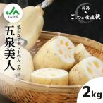 fu.... налог renkon ... прекрасный белый renkon [. Izumi прекрасный человек ]2kg лето ограничение | Niigata префектура . Izumi город лотос лотос корень овощи корнеплоды Niigata префектура . Izumi город 
