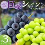 食べ比べ種無し巨峰とシャインマスカット