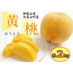ふるさと納税 和歌山の黄桃(黄貴妃) 約2kg 【濃厚】 先行予約【9月上旬〜中旬発送】 和歌山県九度山町