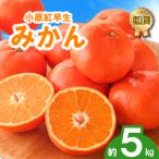 みかん 蜜柑 約5kg