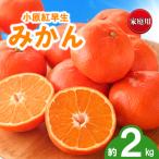 訳あり みかん 蜜柑 約2kg