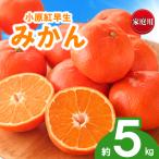 訳あり みかん 蜜柑 約5kg