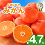 みかん 蜜柑 約4.7kg