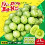 シャインマスカット 計1.8kg
