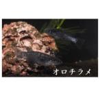メダカ オロチラメ 2ペア