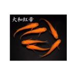 メダカ 大和紅帝 1ペア
