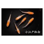 メダカ 小江戸紅白 1ペア