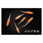 メダカ 小江戸紅白 3ペア