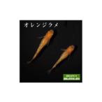 メダカ オレンジラメ 2ペア