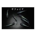 メダカ サファイア 1ペア