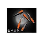 メダカ 雲州三色 3ペア