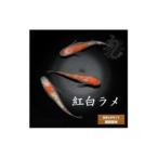 メダカ 紅白ラメ Aクラス 1ペア