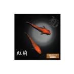 メダカ 紅薊 1ペア