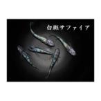 メダカ 白斑サファイア 1ペア