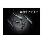 メダカ 白斑サファイア 3ペア