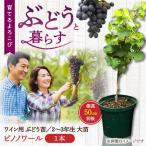 ワイン用 ブドウ苗 ピノノワール 6号鉢入り