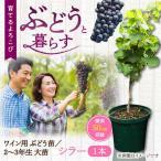 ワイン用ブドウ苗 シラー シラーズ 6号鉢入り