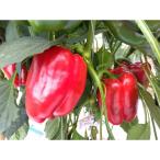 復興支援】奥能登産パプリカ 赤 2kg
