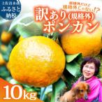 ふるさと納税 規格外だけど規格外じゃない!? 訳あり 足摺ぽんかん 10kg デコポンの親 みかん 柑橘 果物 果実 ミカン ポンカン フルーツ おや.. 高知県土佐清水市
