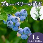 fu.... налог голубика рассада саженец большой реальный кролик I серия фруктовое дерево рассада огород растения фрукты .. было использовано online расчет ограничение Shizuoka префектура Fujieda город Shizuoka префектура Fujieda город 