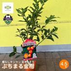 種なしキンカン 苗木 4.5号 苗 家庭菜園