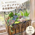 ハンギングプランター 多肉植物の寄せ植え