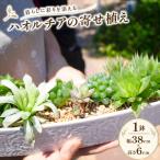 ハオルチアの寄せ植え 1鉢 幅38cm×高さ6cm
