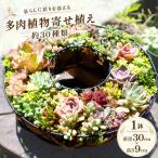 多肉植物のリース型寄せ植え 1鉢 幅30cm×高さ9cm