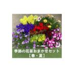 花 谷合園芸の季節の花苗おまかせセット