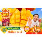 ふるさと納税 【2026年発送分 先行予約】秀品 菊池マンゴー約1kg(2?3玉) L?3Lサイズ マンゴー マンゴー マンゴー マンゴー マンゴー [AYDF003.. 熊本県合志市