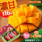 秀品 菊池マンゴー約2kg 友枝マンゴー農園