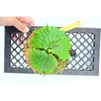 fu.... налог папоротник олений рог mada газ kalien se. лампочка сосна с табличкой .( настенный ) Okinawa префектура юг замок город 