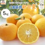 Saito Orange Farm ご 新甘夏5kg