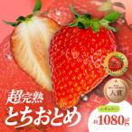 いちご 朝採れやよいひめ レギュラー 約1080g