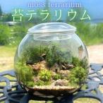 苔テラリウム