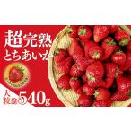 いちご 朝採れとちあいか 大粒 約540g