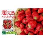いちご 鈴木ファームの完熟&朝摘み やよいひめ