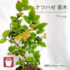 ナツハゼ苗木 鉢物 鉢底から約30~55cm