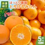 とろけるみかん 5kg
