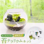 癒やしと安らぎ 苔テラリウムキット