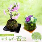 やすらぎの苔玉×1個 季節のお任せ苔玉