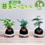 ほっこり 苔玉こけだまこっこちゃん×1個