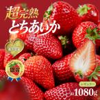 いちご 鈴木ファームの完熟&朝採り とちあいか