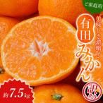 こだわりの青切りみかん 約7.5kg
