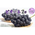 ピオーネ 2房 共通返礼品:大子町 ブドウ